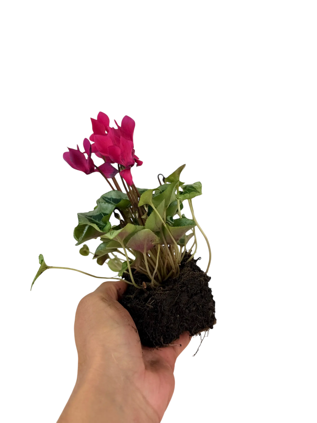 Cyclamen Mix Berrylicious 2 × 6 Pack – 12 Autumn Flowering Plants Plants By Post