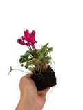 Cyclamen Mix Berrylicious 2 × 6 Pack – 12 Autumn Flowering Plants Plants By Post