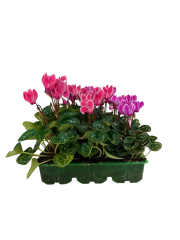 Cyclamen Strawberry Dream 2 × 6 Pack – 12 Autumn Flowering Plants Plants By Post