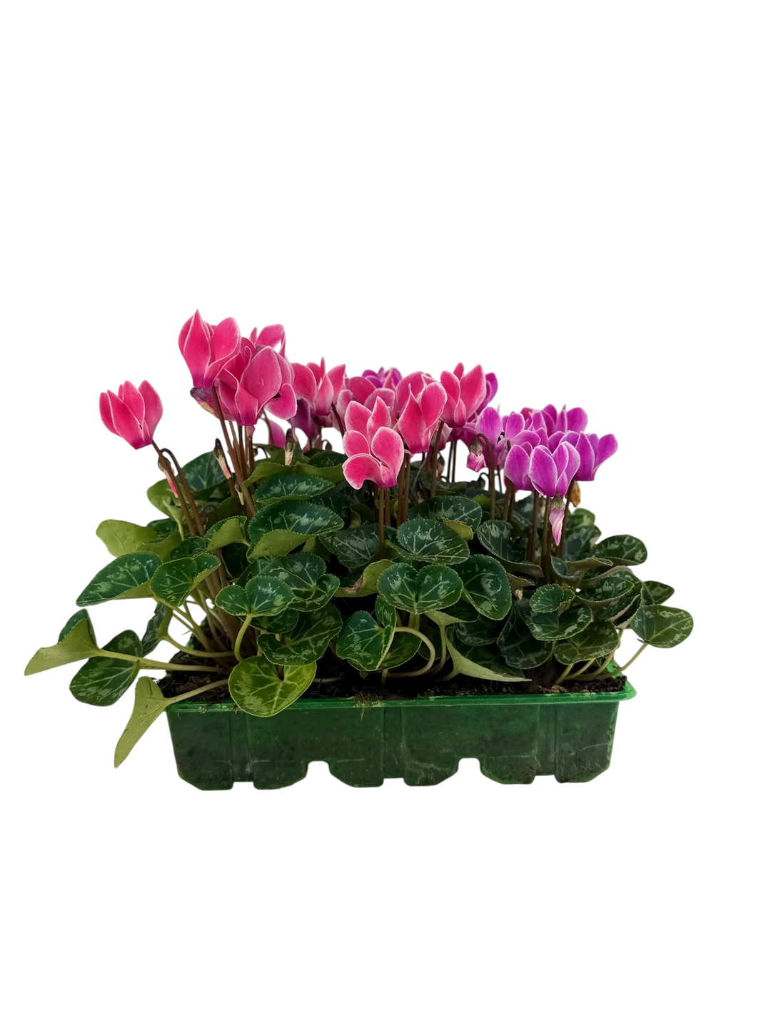 Cyclamen Strawberry Dream 2 × 6 Pack – 12 Autumn Flowering Plants Plants By Post