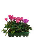 Cyclamen Strawberry Dream 2 × 6 Pack – 12 Autumn Flowering Plants Plants By Post