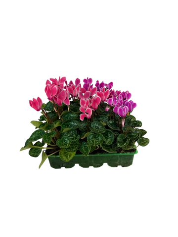 Cyclamen Strawberry Dream 2 × 6 Pack – 12 Autumn Flowering Plants Plants By Post