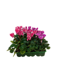 Cyclamen Strawberry Dream 2 × 6 Pack – 12 Autumn Flowering Plants Plants By Post