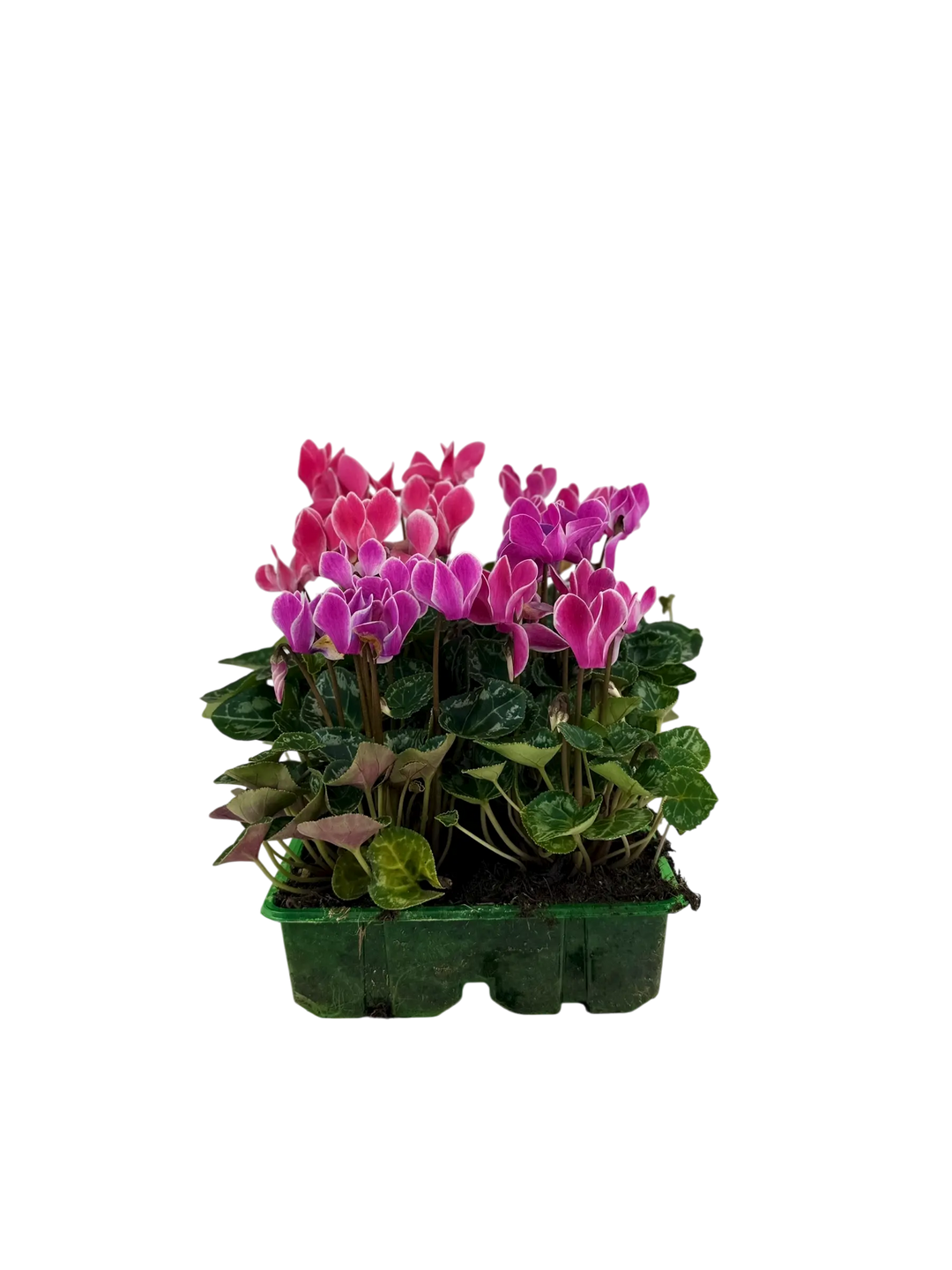 Cyclamen Strawberry Dream 2 × 6 Pack – 12 Autumn Flowering Plants Plants By Post