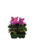 Cyclamen Strawberry Dream 2 × 6 Pack – 12 Autumn Flowering Plants Plants By Post