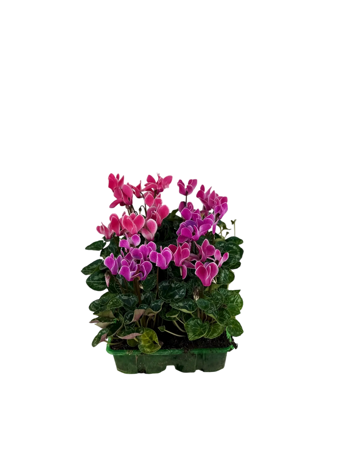 Cyclamen Strawberry Dream 2 × 6 Pack – 12 Autumn Flowering Plants Plants By Post