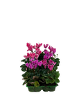 Cyclamen Strawberry Dream 2 × 6 Pack – 12 Autumn Flowering Plants Plants By Post