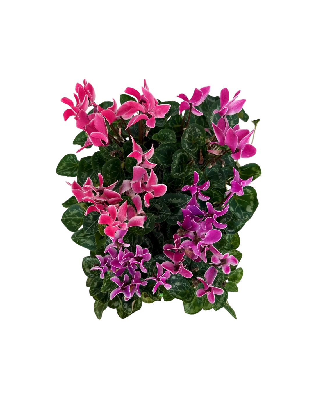 Cyclamen Strawberry Dream 2 × 6 Pack – 12 Autumn Flowering Plants Plants By Post