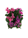 Cyclamen Strawberry Dream 2 × 6 Pack – 12 Autumn Flowering Plants Plants By Post