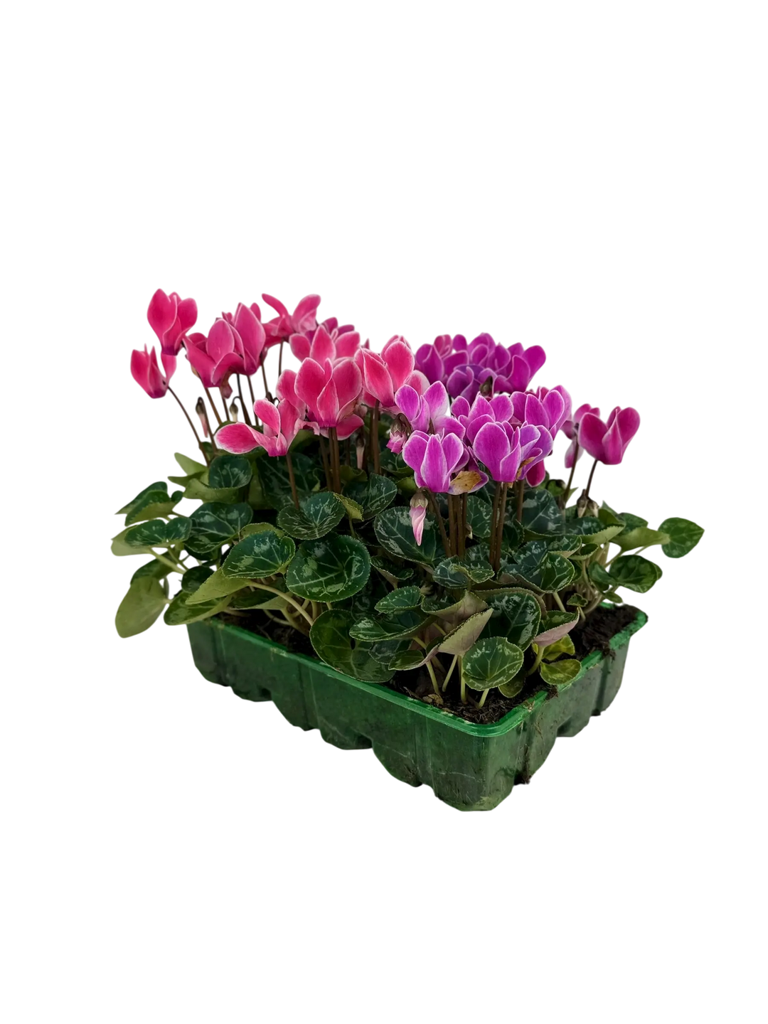 Cyclamen Strawberry Dream 2 × 6 Pack – 12 Autumn Flowering Plants Plants By Post