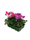 Cyclamen Strawberry Dream 2 × 6 Pack – 12 Autumn Flowering Plants Plants By Post