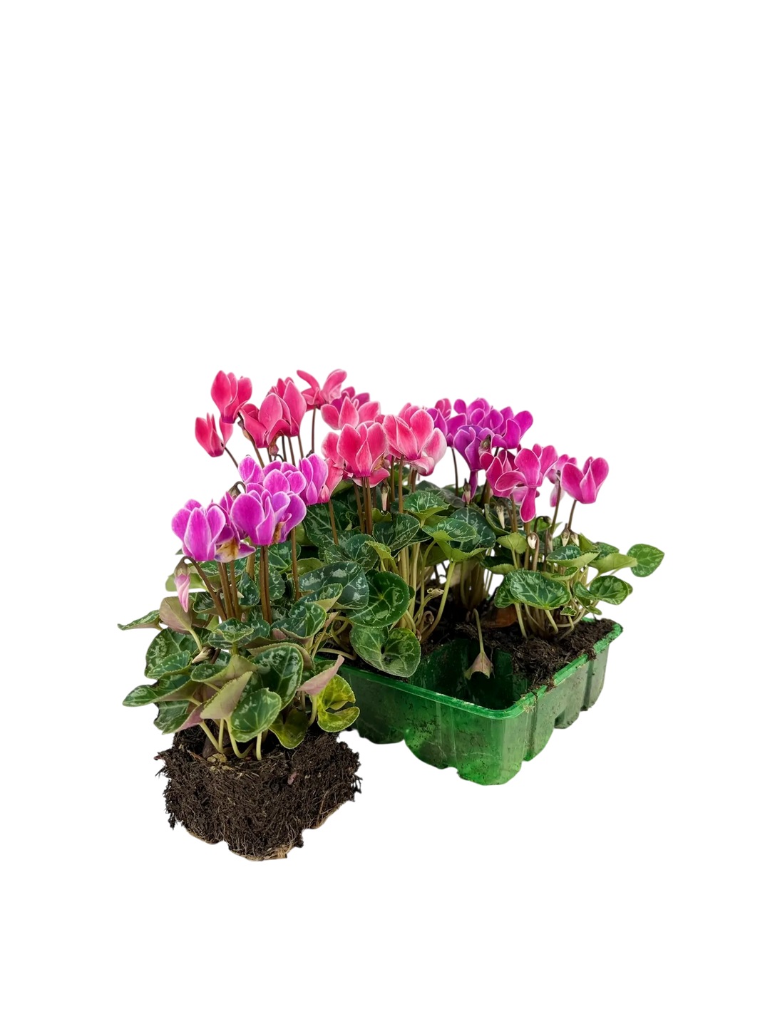 Cyclamen Strawberry Dream 2 × 6 Pack – 12 Autumn Flowering Plants Plants By Post