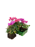 Cyclamen Strawberry Dream 2 × 6 Pack – 12 Autumn Flowering Plants Plants By Post