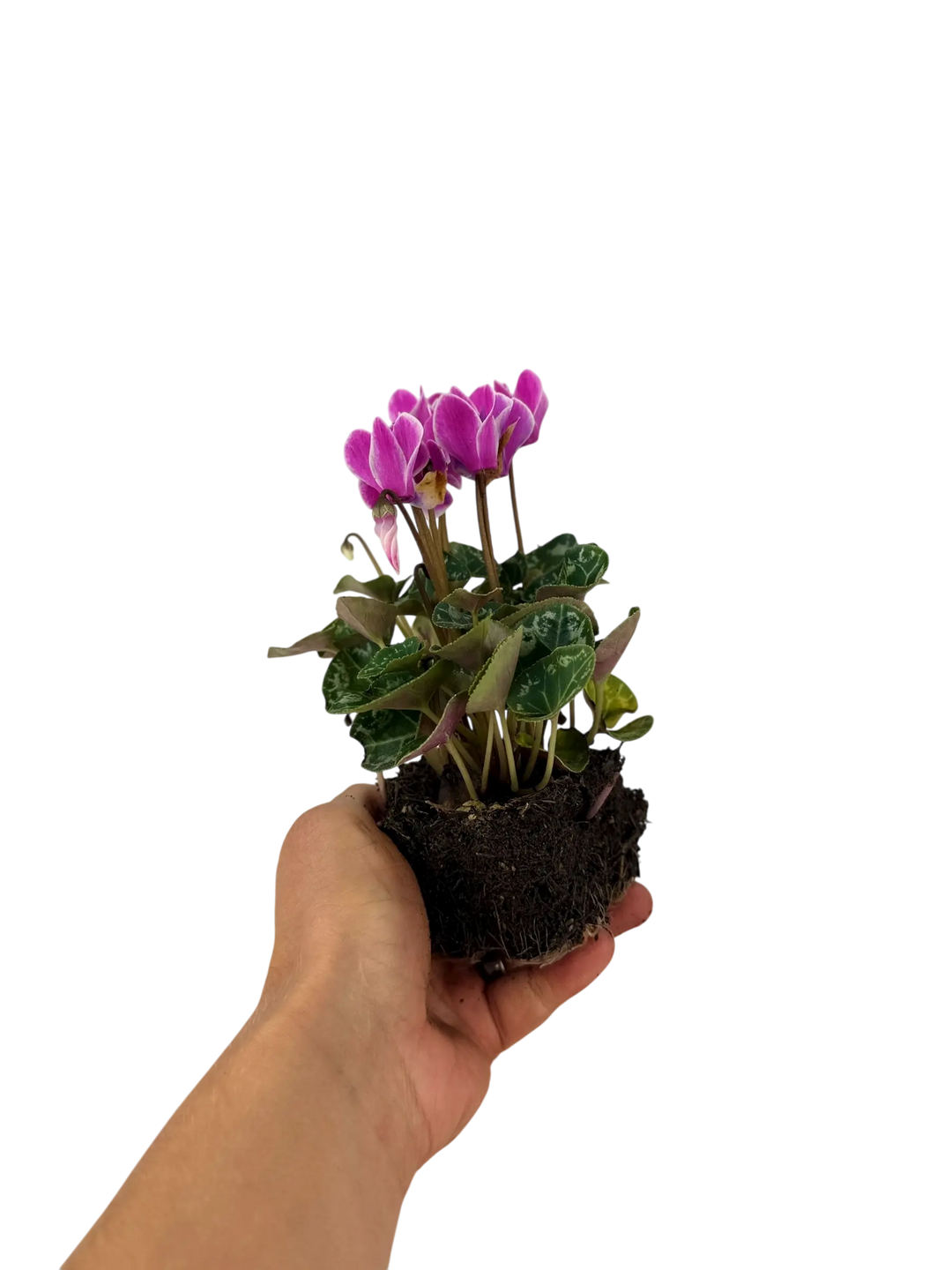 Cyclamen Strawberry Dream 2 × 6 Pack – 12 Autumn Flowering Plants Plants By Post
