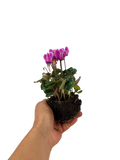 Cyclamen Strawberry Dream 2 × 6 Pack – 12 Autumn Flowering Plants Plants By Post