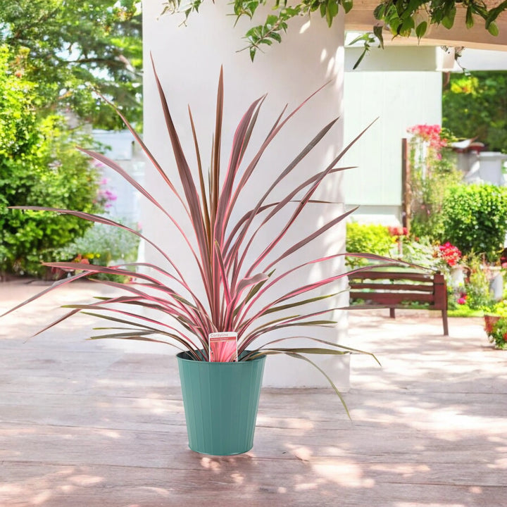Cordyline Southern Splendor Plants By Post