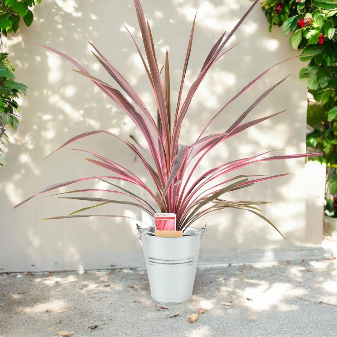Cordyline Southern Splendor Plants By Post