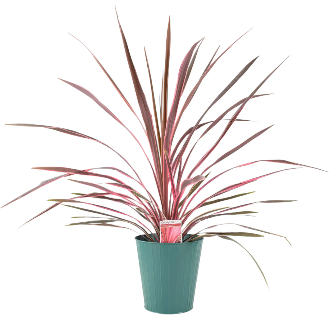 Cordyline Southern Splendor Plants By Post
