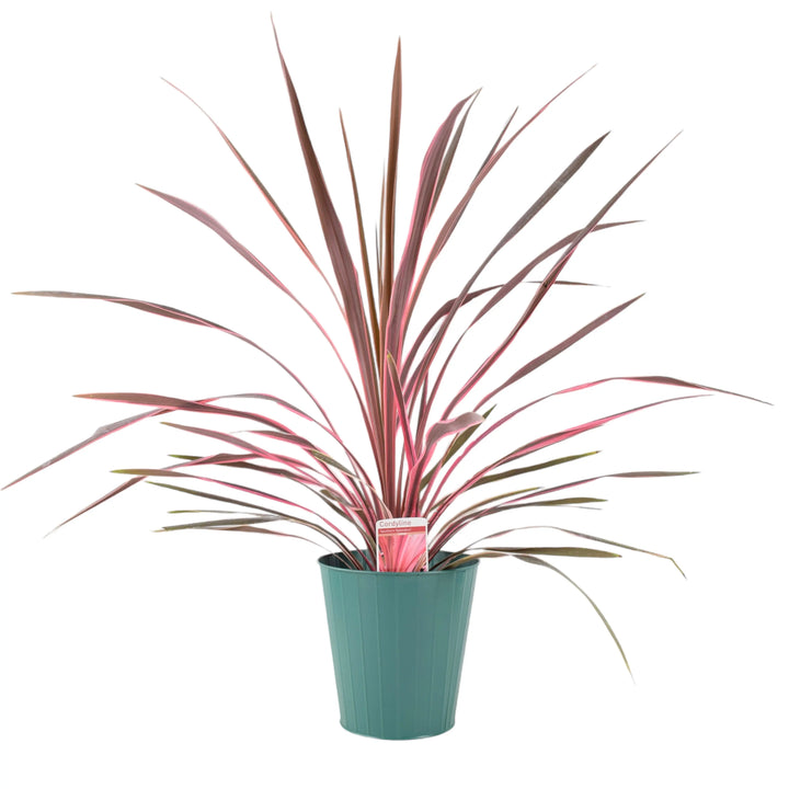 Cordyline Southern Splendor Plants By Post