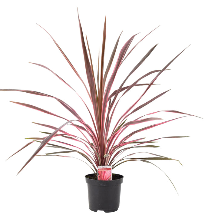 Cordyline Southern Splendor Plants By Post
