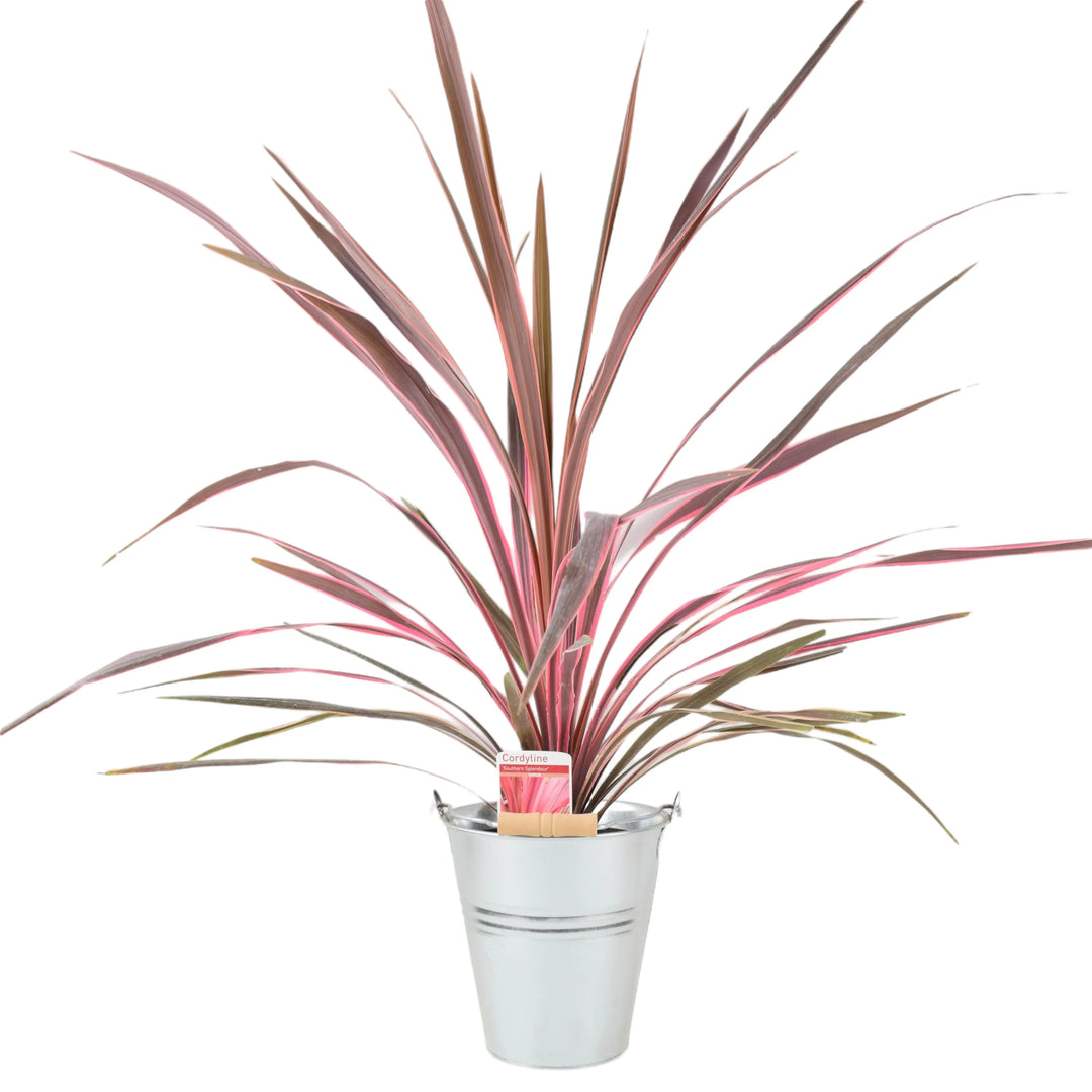 Cordyline Southern Splendor Plants By Post