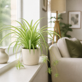 Chlorophytum Spider Plant 12cm - Air Purifying Plant Plants By Post