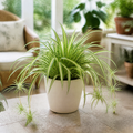 Chlorophytum Spider Plant 12cm - Air Purifying Plant Plants By Post