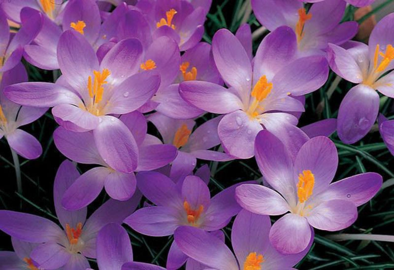 Crocus 'whitewell purple' (50 & 100 bulbs) plants by post