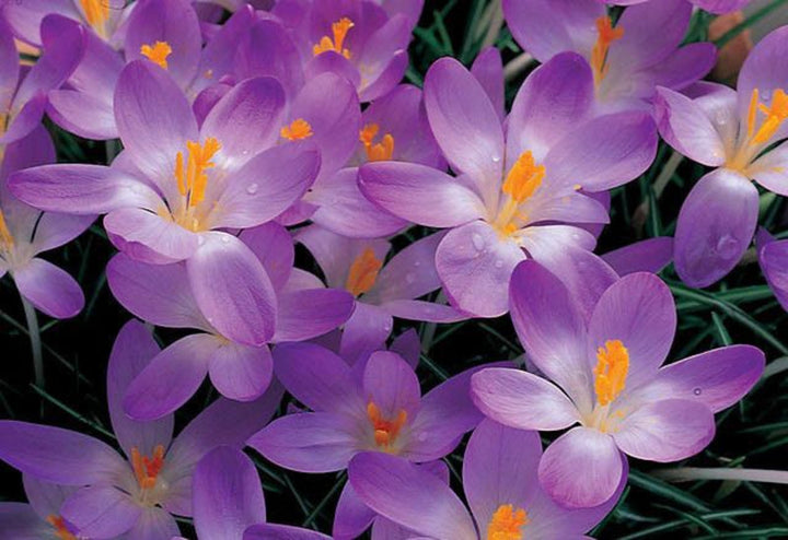 Crocus 'whitewell purple' (50 & 100 bulbs) plants by post
