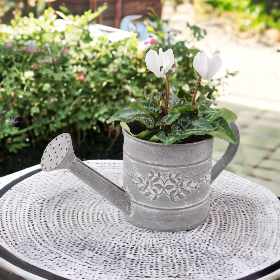 Cyclamen White in Watering Can