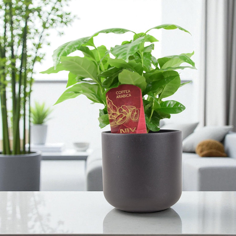 Coffee Arabica – Indoor Coffee Plant for Home & Office (12cm Pot) Plants By Post