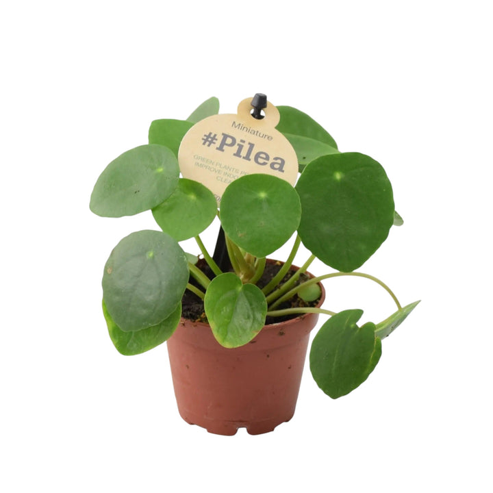 Mini Pilea Peperomioides 6cm Pot Plants By Post