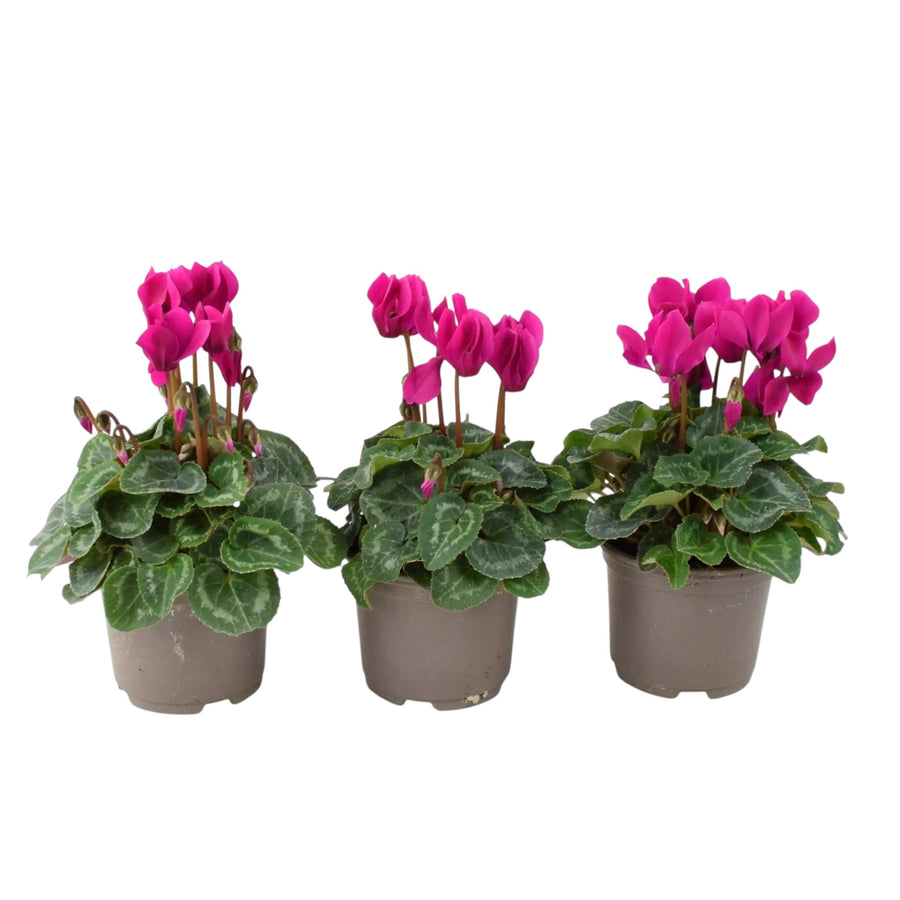 Cyclamen Purple Plants in 9cm Pots x 3 – Autumn Bedding for Baskets & Containers plants by post