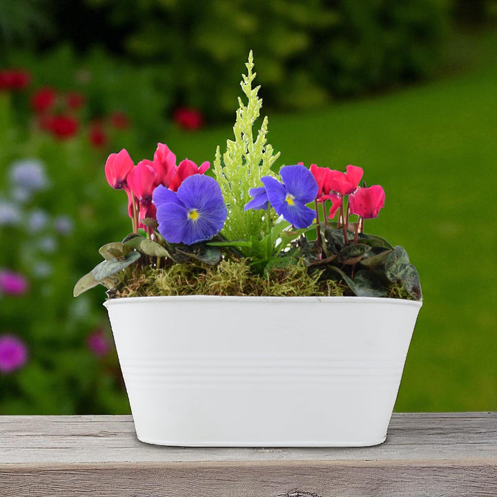 Seasonally Planted White Trough – Mixed Winter Flowers & Decorative Conifer Plants By Post