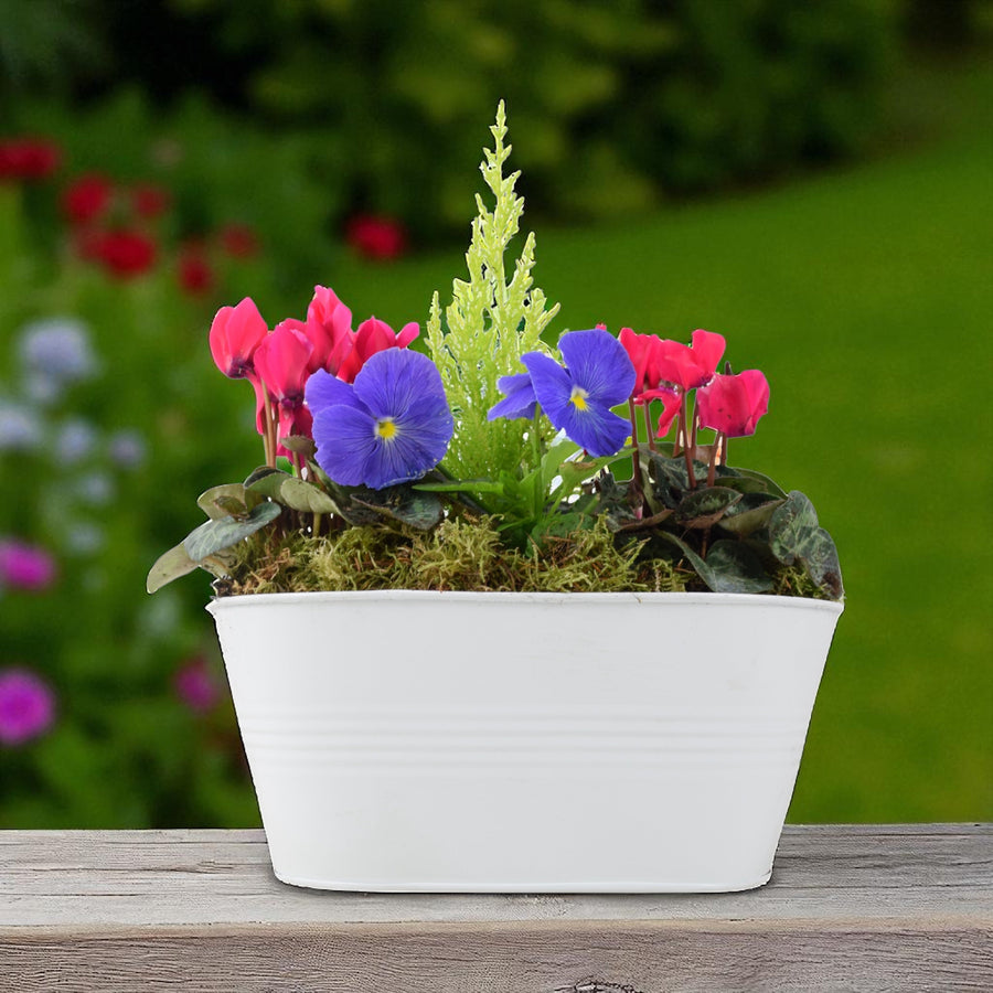 Seasonally Planted White Trough – Mixed Winter Flowers & Decorative Conifer Plants By Post