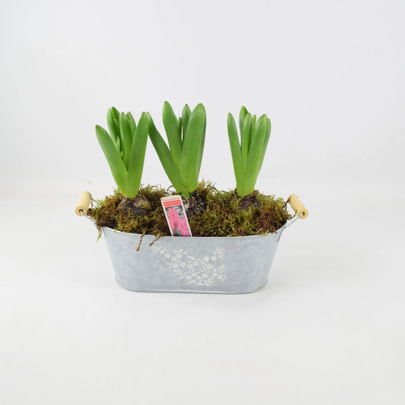 Spring Hyacinth Planted Trough x 3