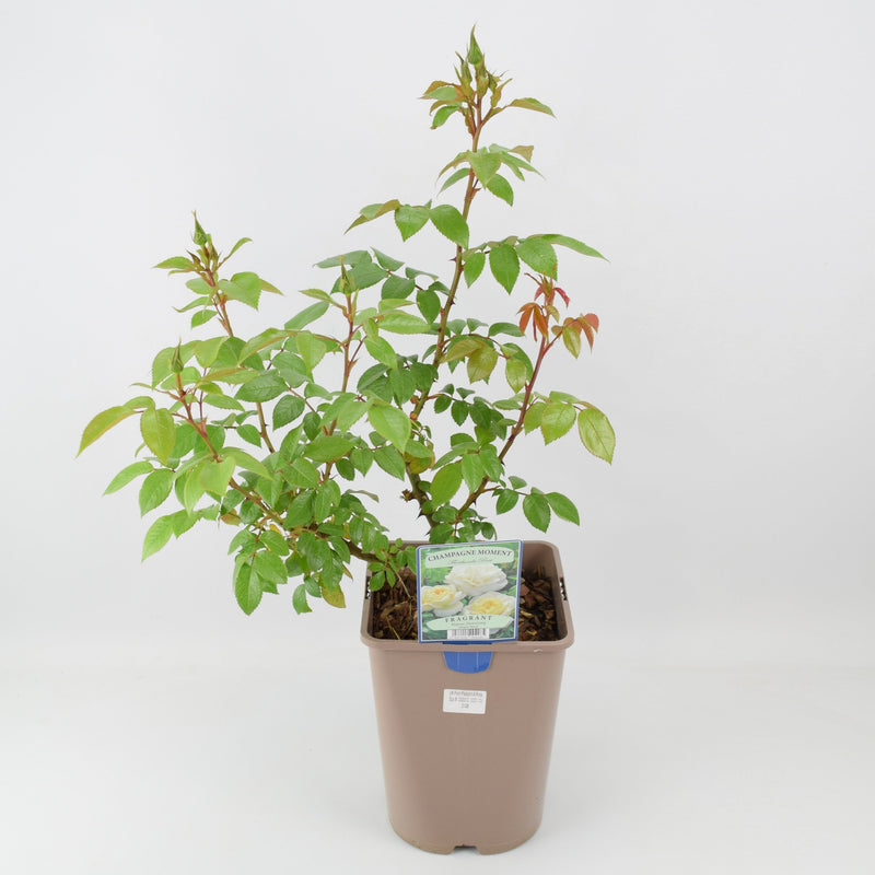 Rose Champagne Moment Bush 5.5L