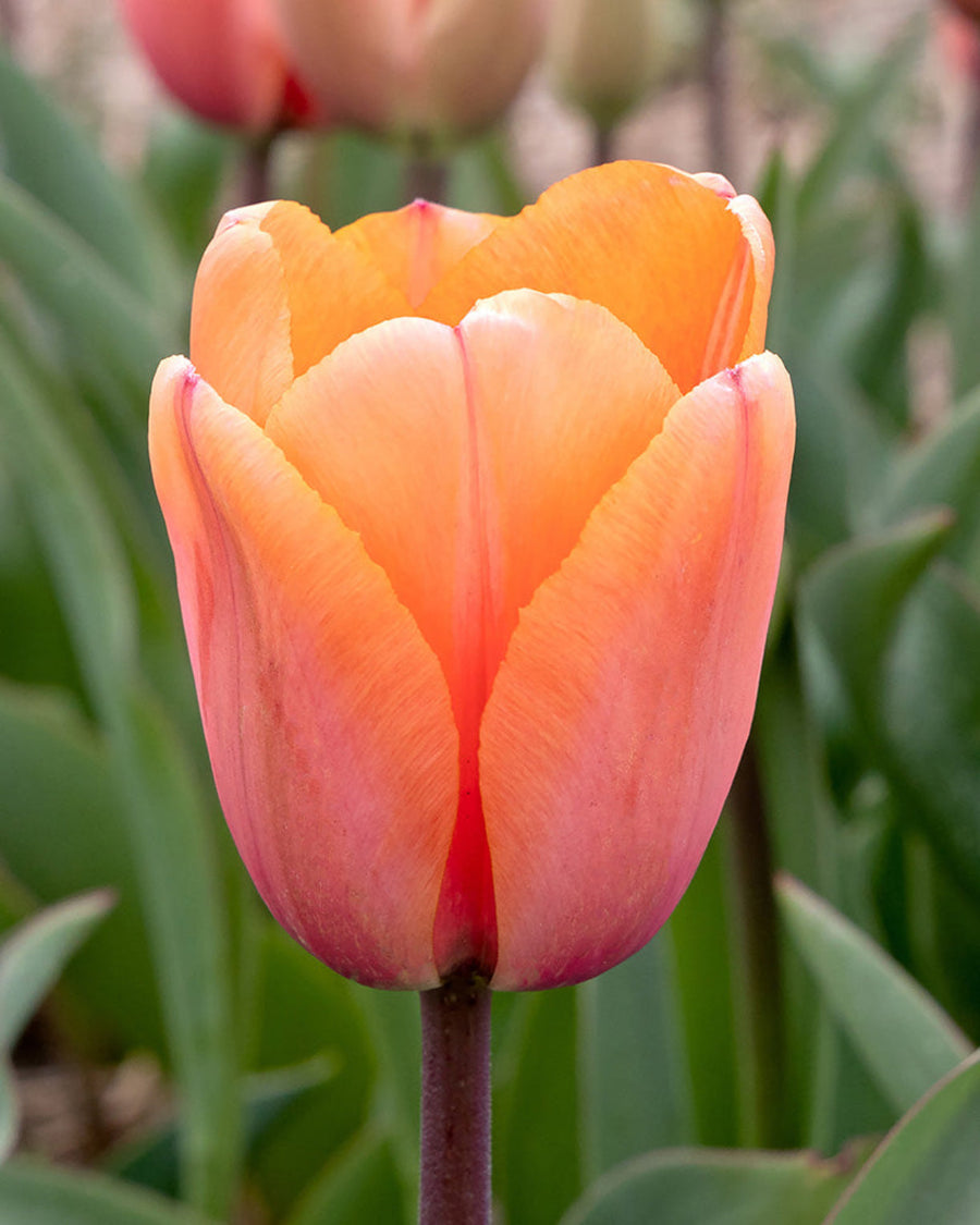 Tulip Apricot Impression Bulbs (15 bulbs) - Stunning Darwin Hybrid Tulips The Rose Press Garden