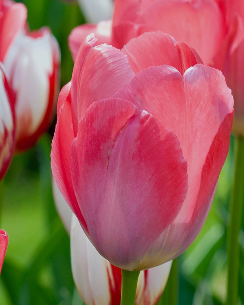 Tulip Van Eijk Triumph Tulip Bulbs – Pink Red Spring Flowers