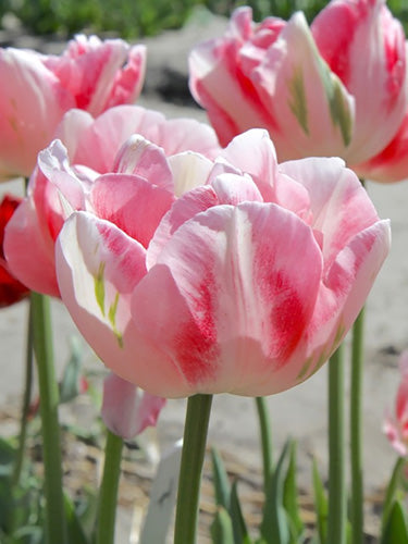 Tulip 'Finola' (15 Bulbs) Plants By Post