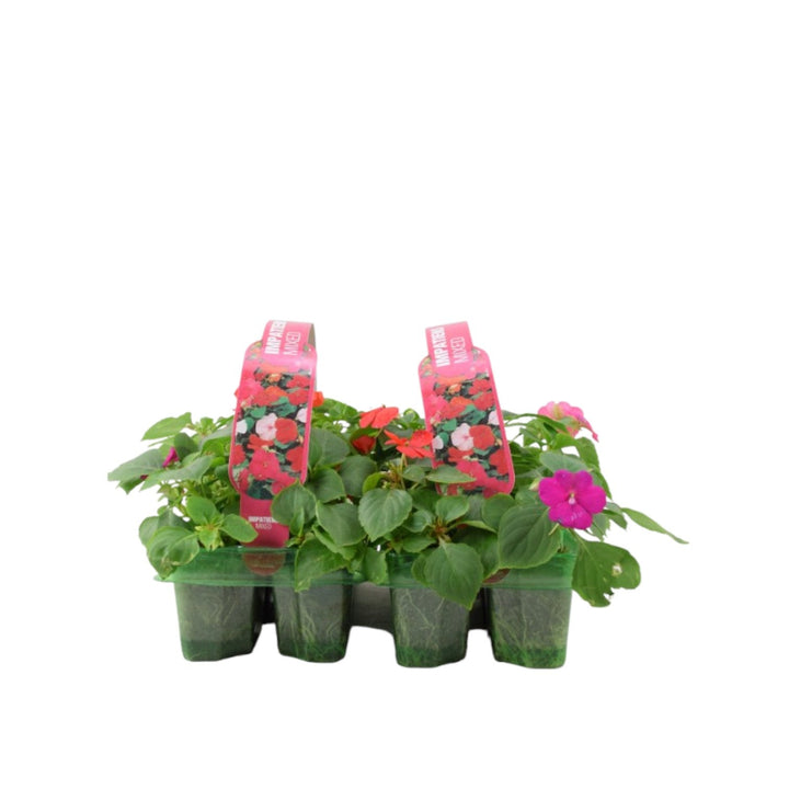 Impatiens Mixed 6 Pack x 2 - 12 Plants Colourful & Shade-Loving Flowers plants by post