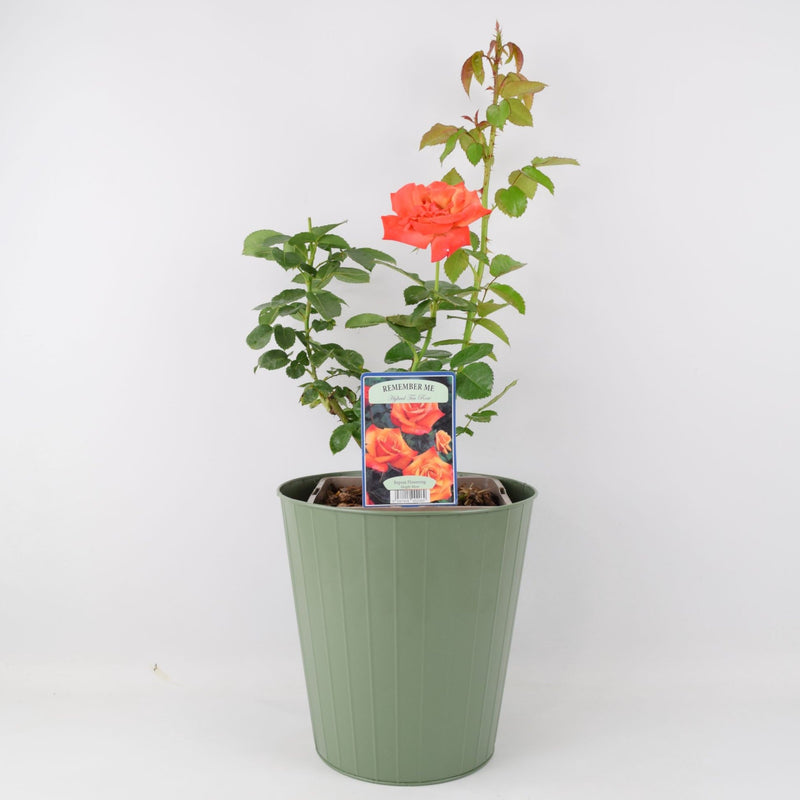Rose Remember Me Bush 5.5L