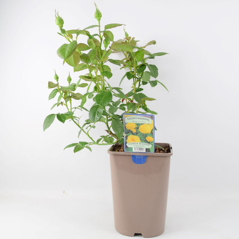 Rose Golden Wedding 5.5 Litre Pot