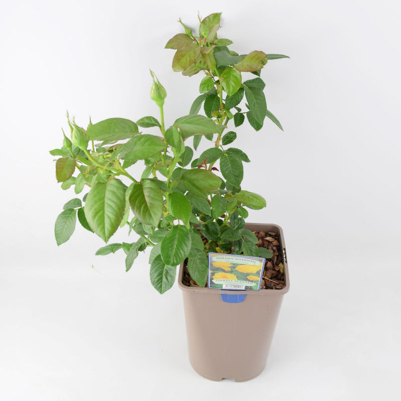Rose Golden Wedding 5.5 Litre Pot