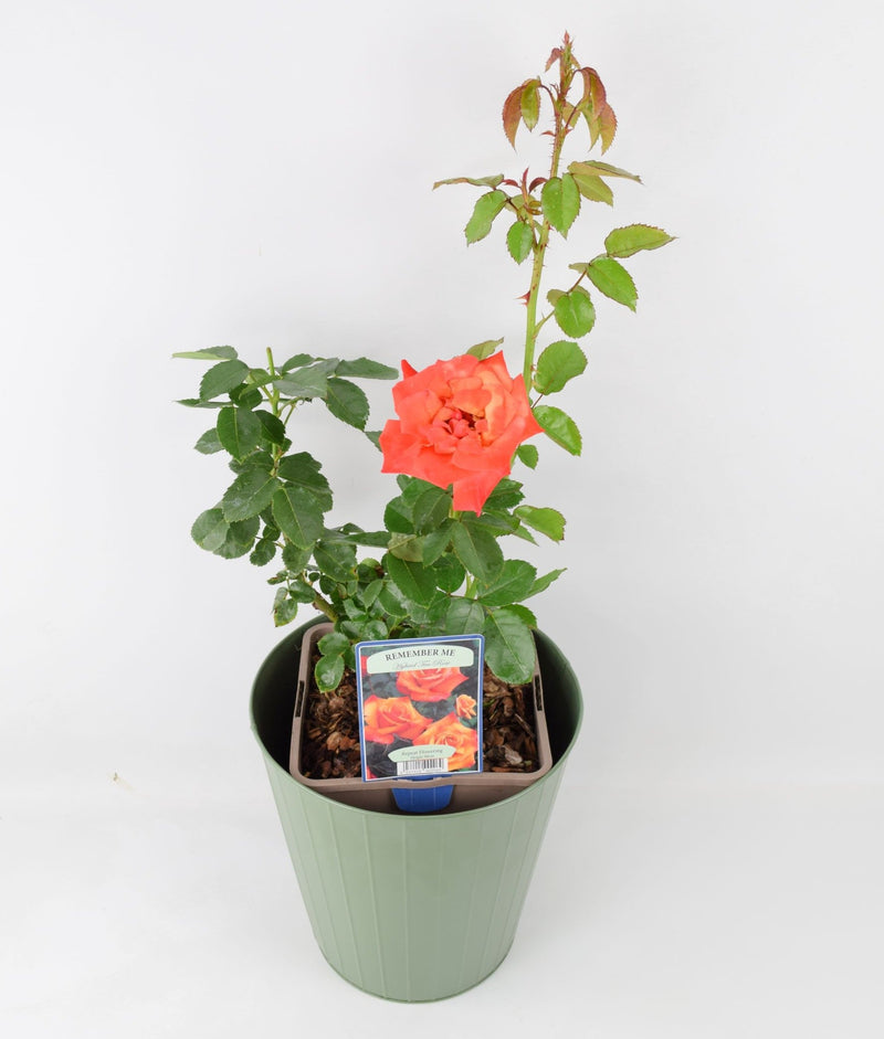 Rose Remember Me Bush 5.5L