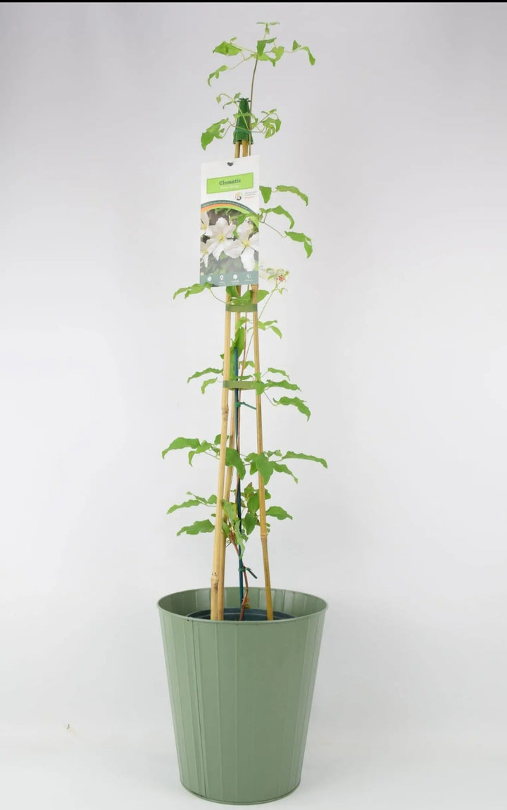 Clematis Prince George 3L pot