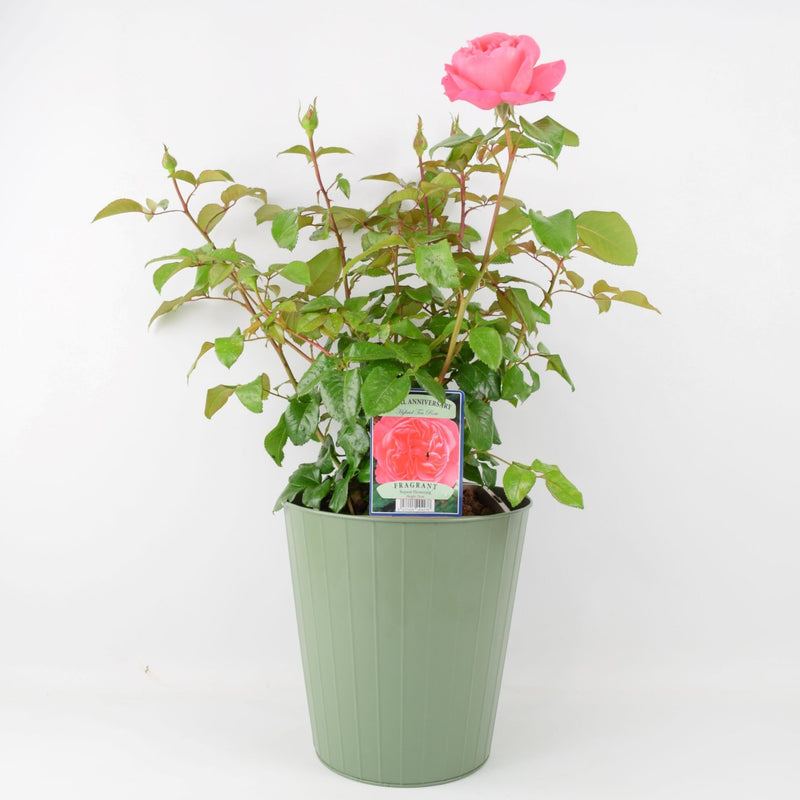 Rose Special Anniversary Bush 5.5L