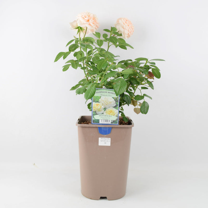 Rose Champagne Moment Bush 5.5L
