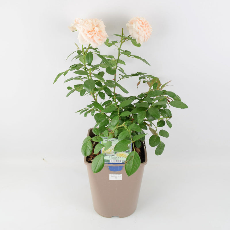 Rose Champagne Moment Bush 5.5L