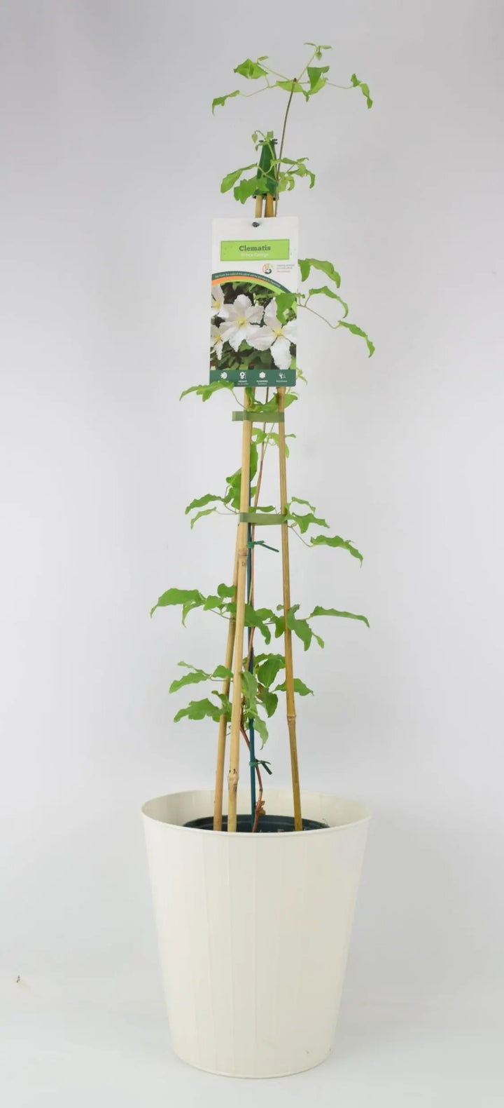 Clematis Prince George 3L pot
